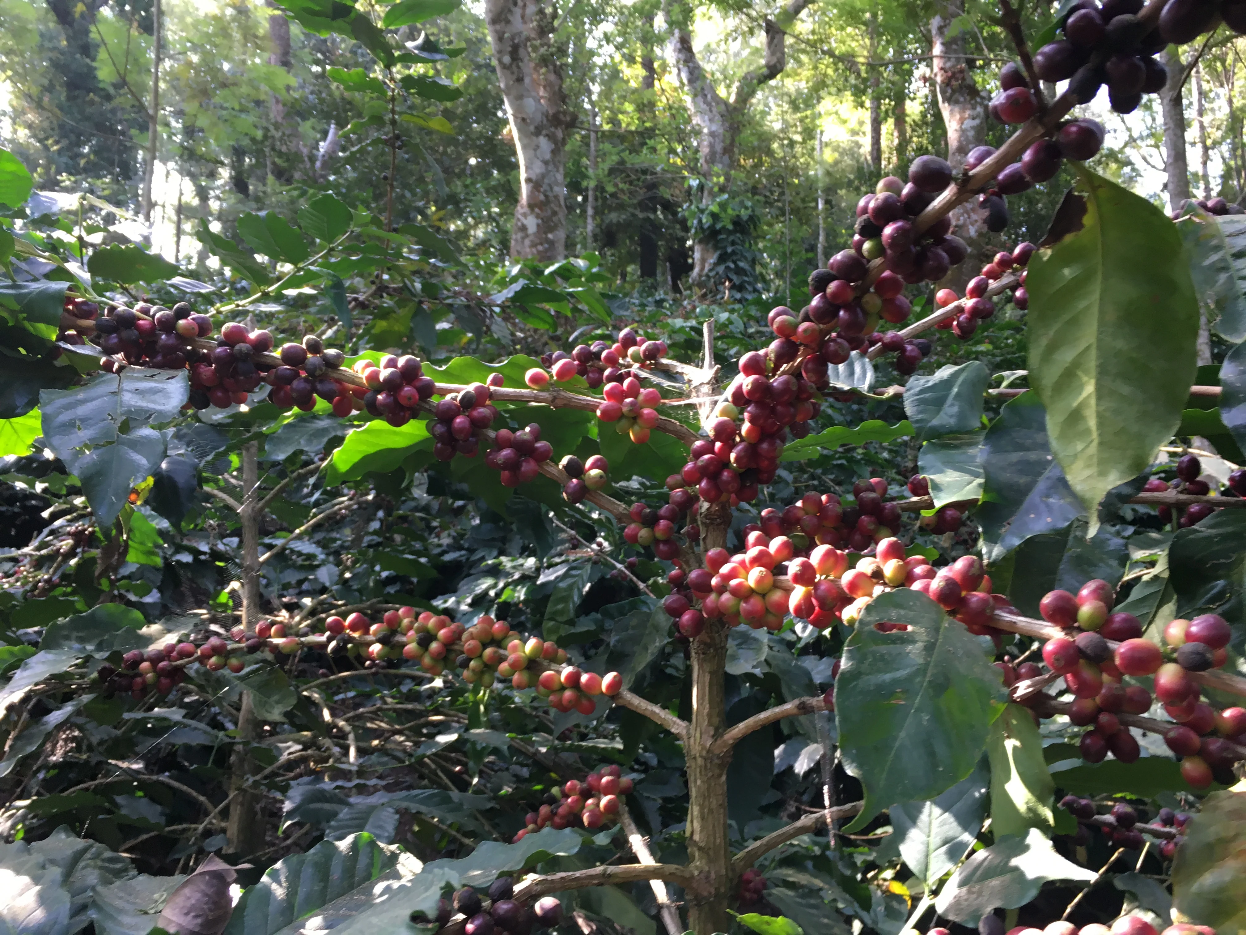 Italian Roast Coffee - Image 2